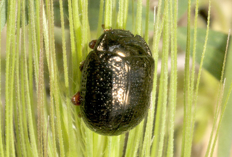 Chrysomelidade: Chrysolina bankii